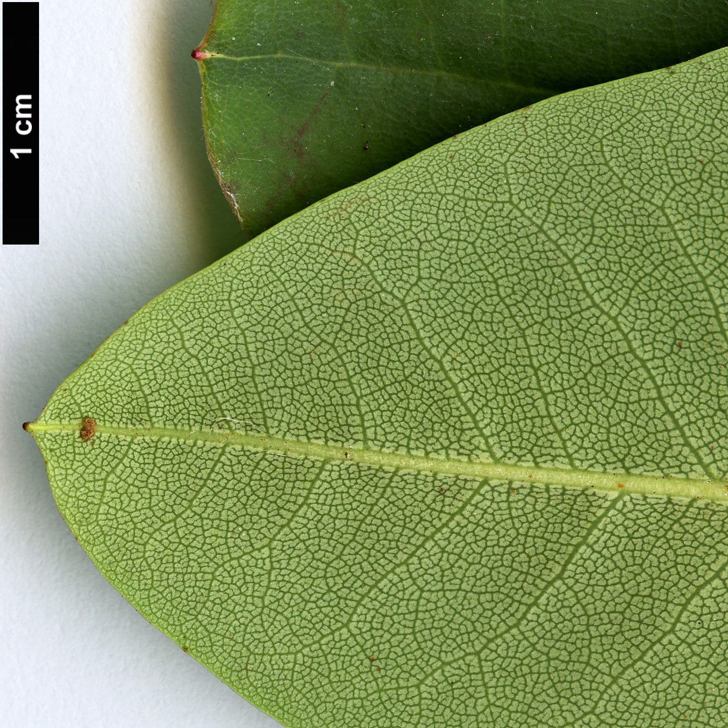 High resolution image: Family: Ericaceae - Genus: Rhododendron - Taxon: oreodoxa - SpeciesSub: var. fargesii